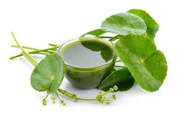 gotu kola herb oil capsules tablets brain mental anxiety memory health