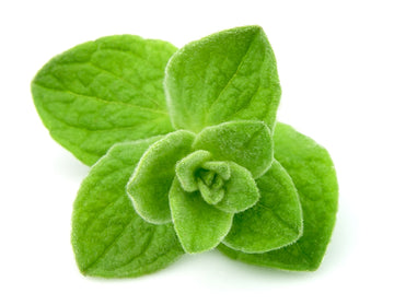 wild oregano oil softgels
