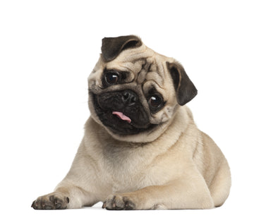 dog pet black seed oil cumin dosage