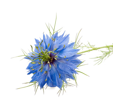 Why Black Cumin Oil For Pets: Unveiling Its Potent Components