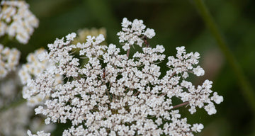 Ajowan (Trachyspermum ammi): Nature's Hidden Gem