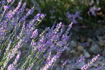 lavender oil memory stress calm mood antioxidant cognitive
