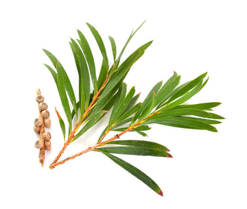 dandruff itchy scalp flakiness irritation discomfor natural oils tea tree oil antifungal antibacterial anti-inflammatory reduce itchiness healthy Infections balances unclogs hair follicles
