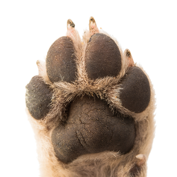 Going Hiking or to the Beach? Don’t Forget Your Dog’s Paw Balm