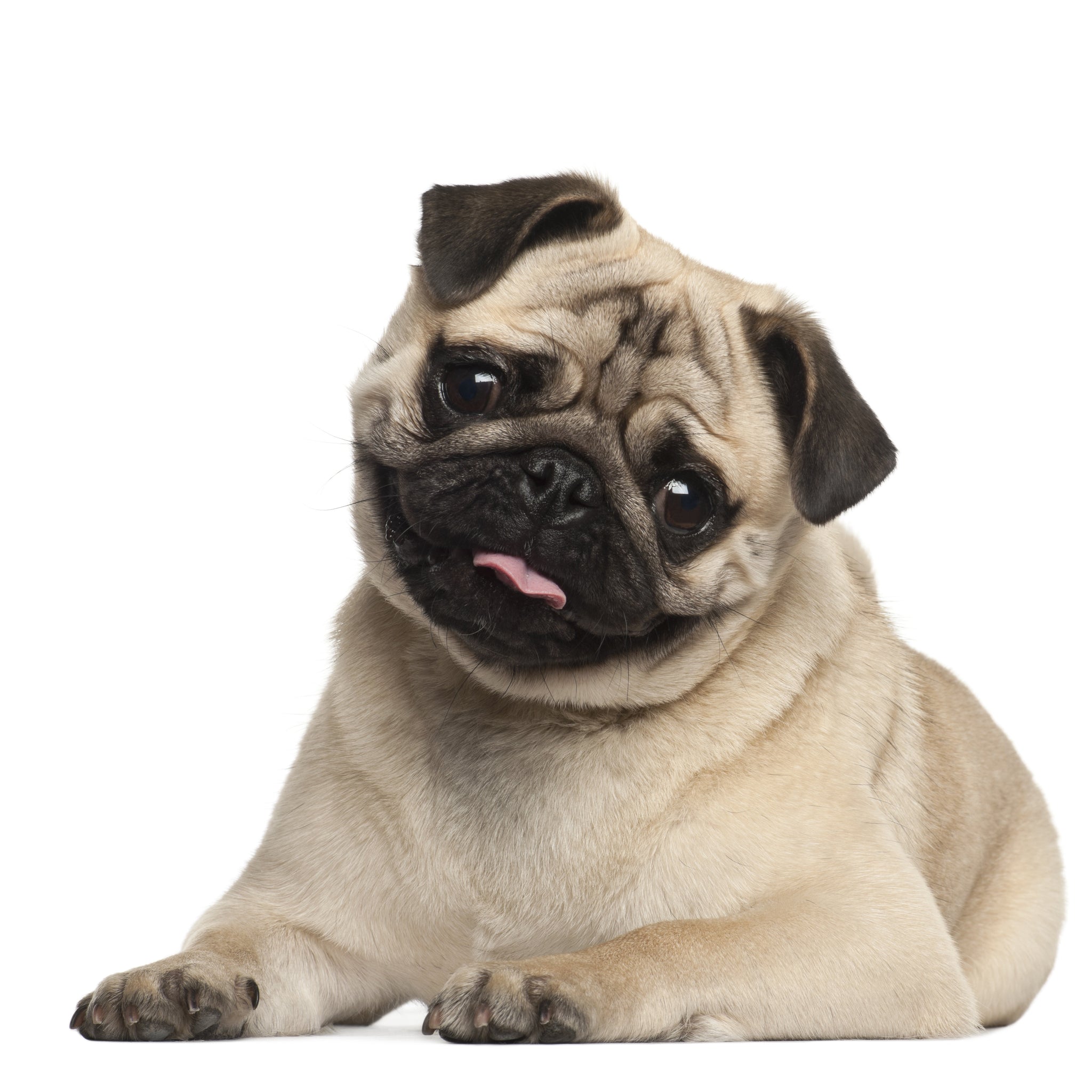 dog pet black seed oil cumin dosage