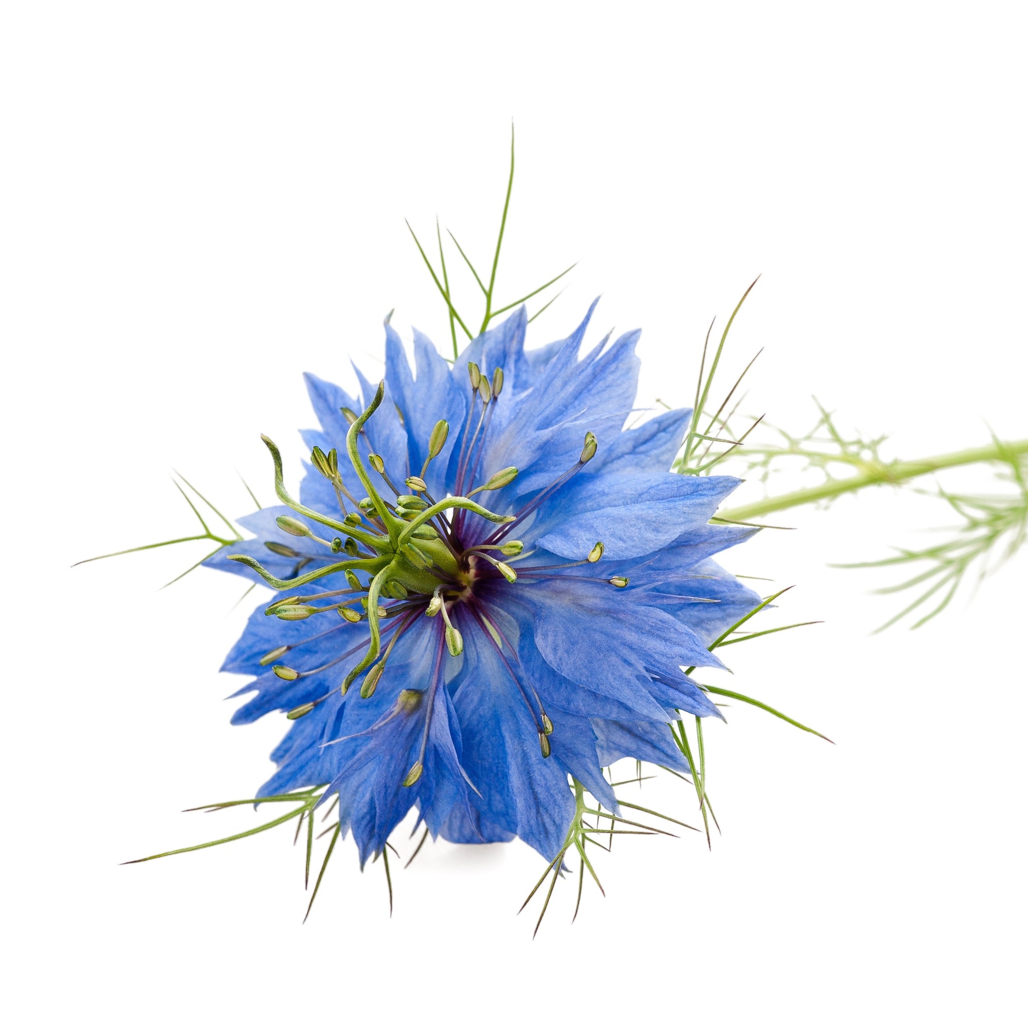 Why Black Cumin Oil For Pets: Unveiling Its Potent Components