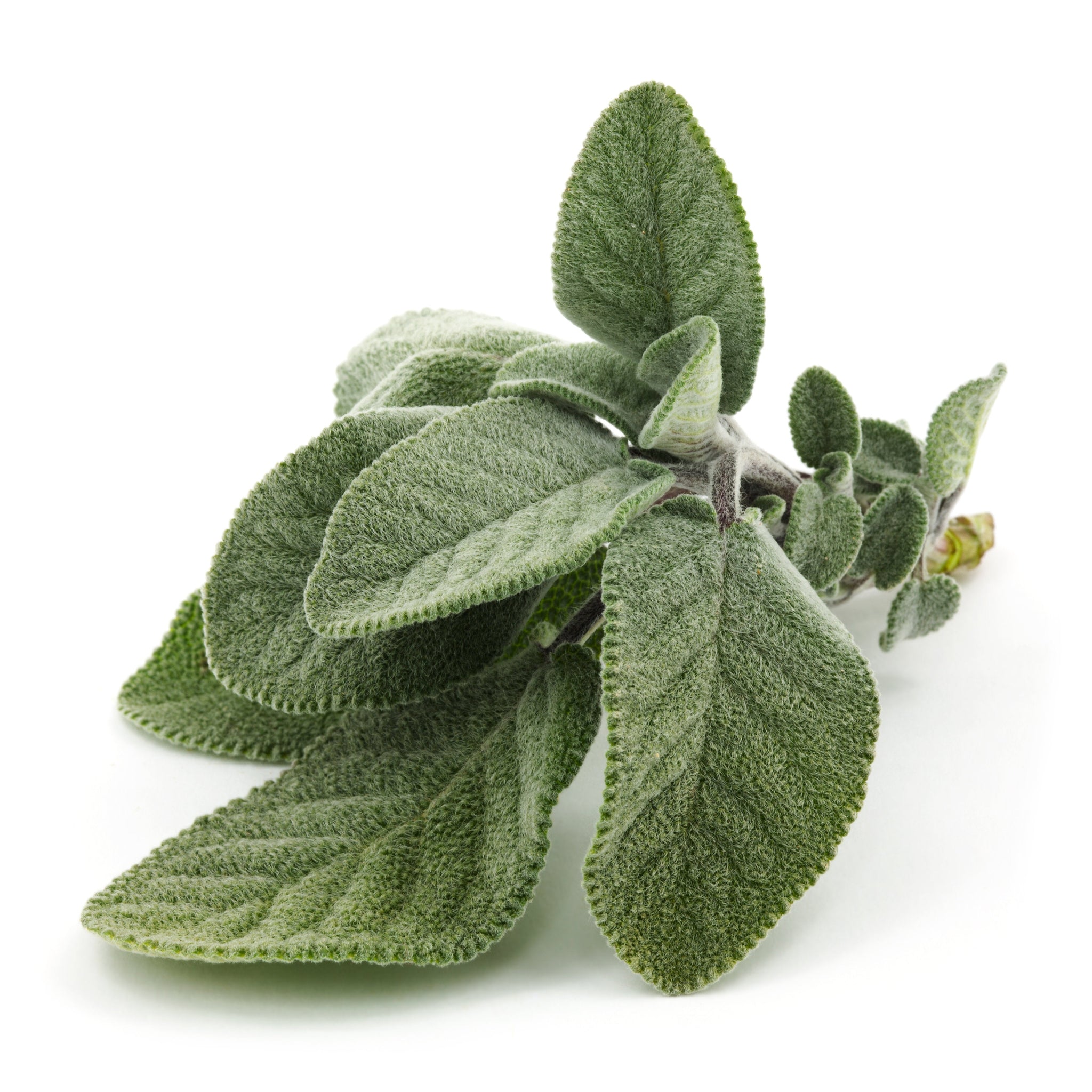 sage terpenes memory focus mental cognitive function boost short-term long-term enhance mood reduce anxiety