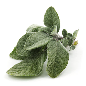sage terpenes memory focus mental cognitive function boost short-term long-term enhance mood reduce anxiety