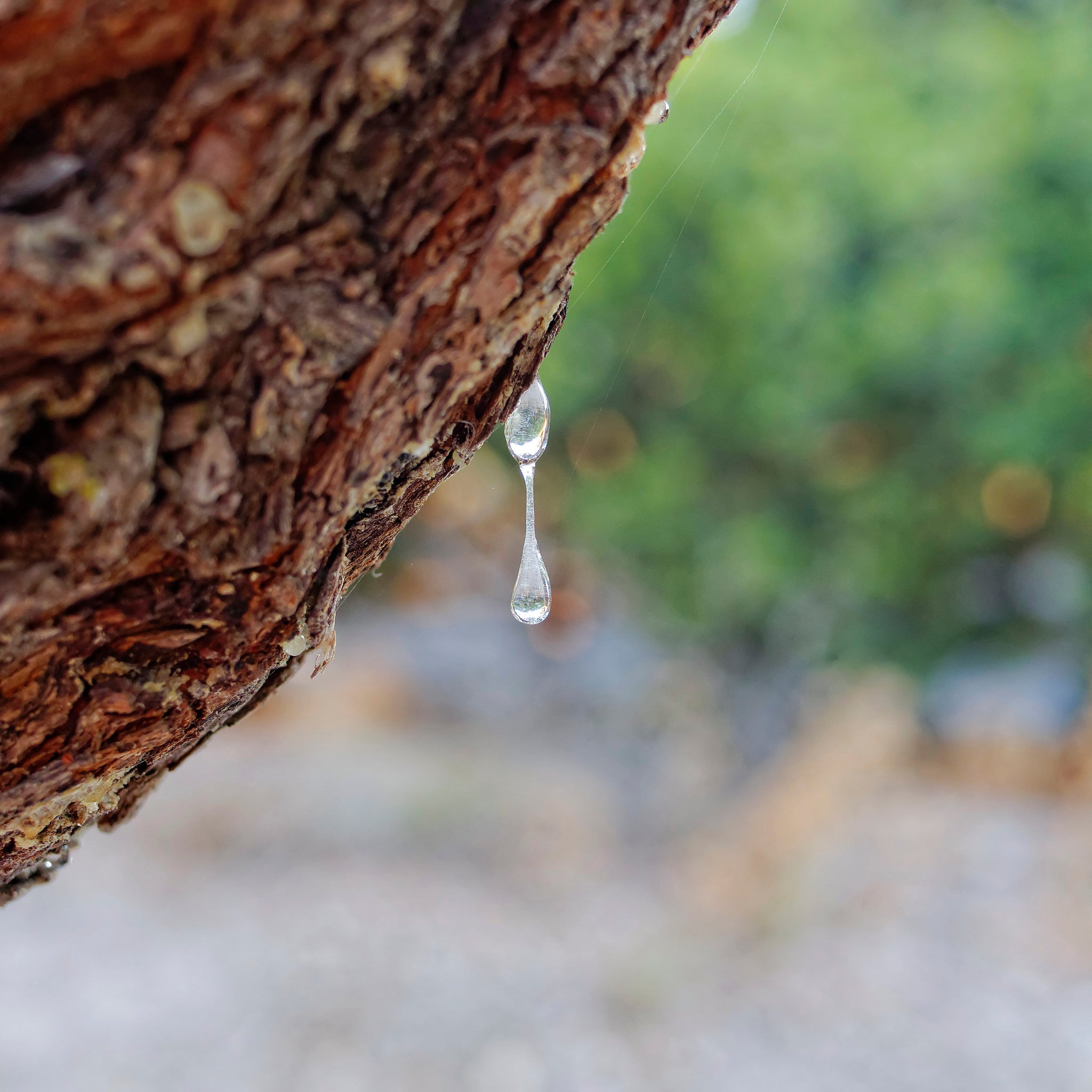 Mastic Gum: A Natural Ally for Cholesterol and Glucose Management