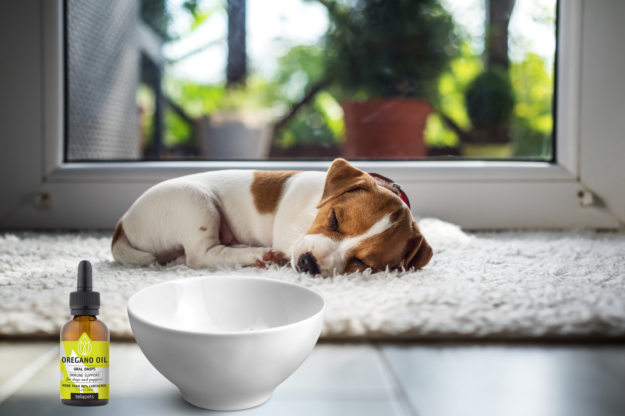 How to Dilute Oregano Oil for Dogs: A Step-by-Step Guide to Safely Using Essential Oils for Your Furry Friend