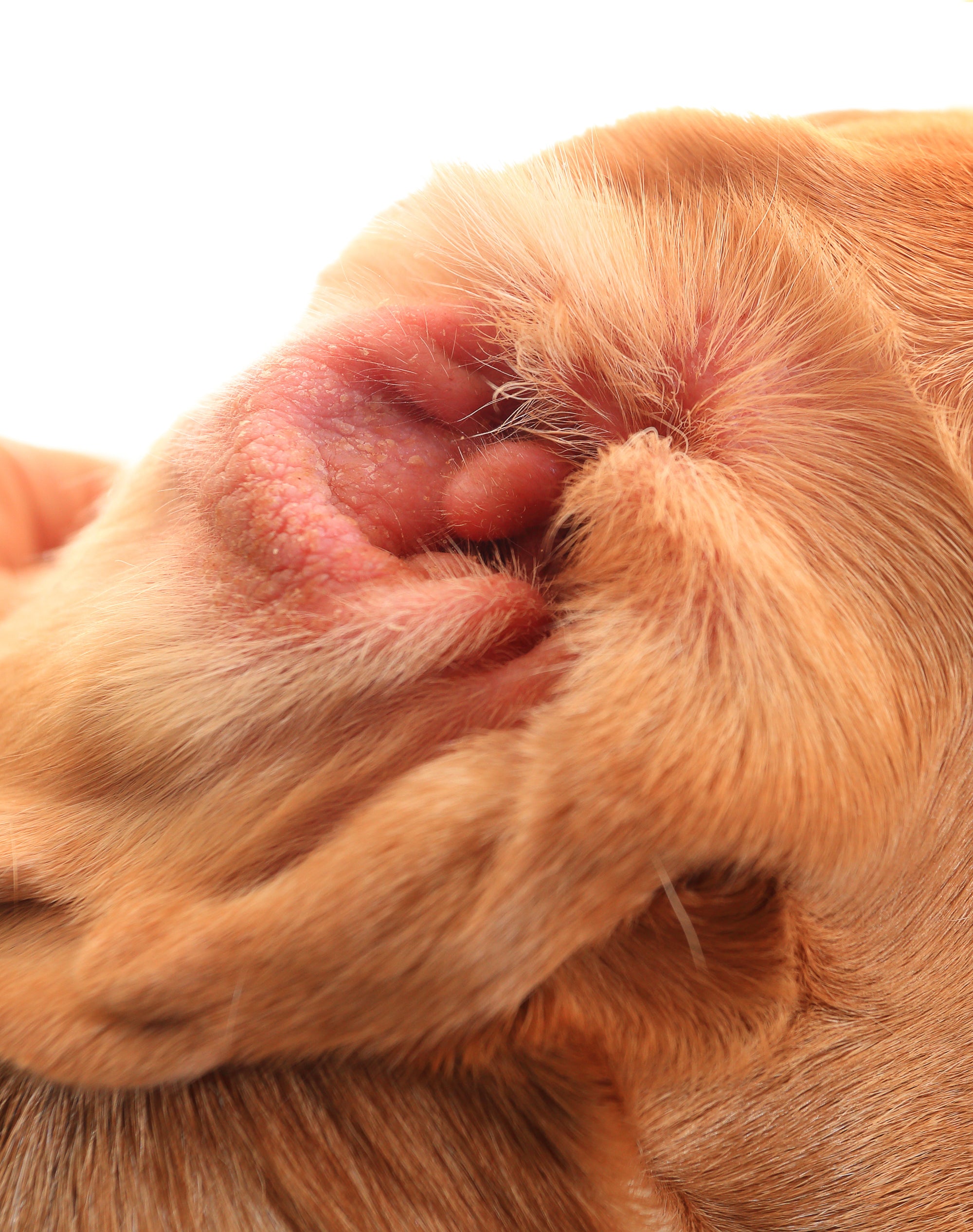 Image showcasing What Foods Cause Ear Infections in Dogs? Identifying Dietary Triggers