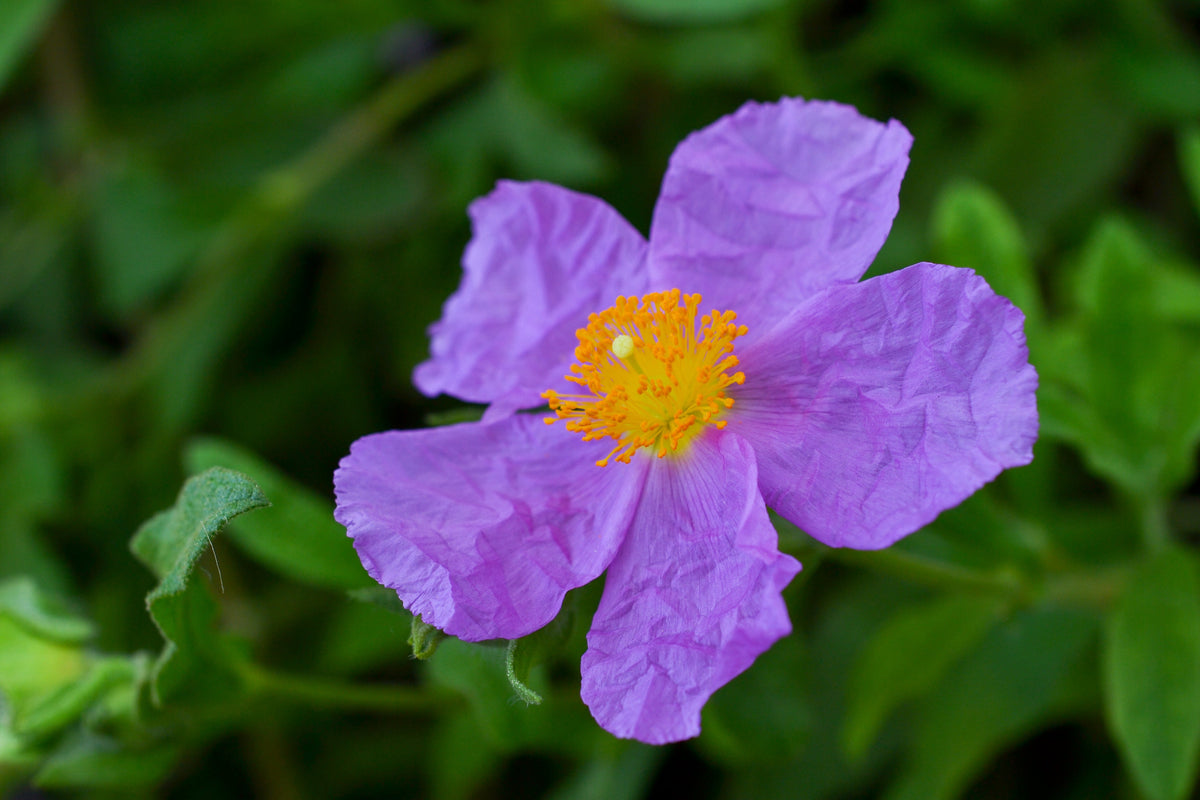 The Surprising Benefits of Cistus Incanus Herbal Tea on Heart Health a