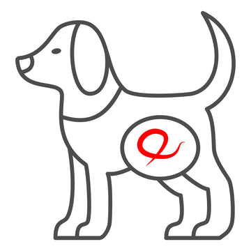 gut dog pets health behavior