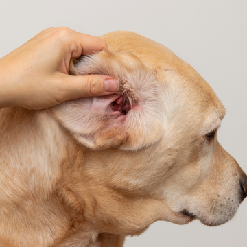 Natural Solutions Pet Ears Healthy clean essential infections gentle effective treatments irritation Oregano Oil Eucalyptus Soothing Healing Calendula Garlic Lavender St. John's Wort Extract drops