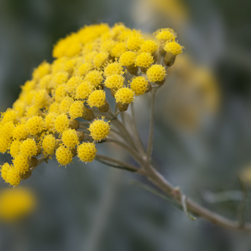 Bruises Burns Helichrysum Immortelle Oil italicum skin healing regeneration wounds natural Anti-inflammatory Antimicrobial Tissue repair Pain relieving analgesic