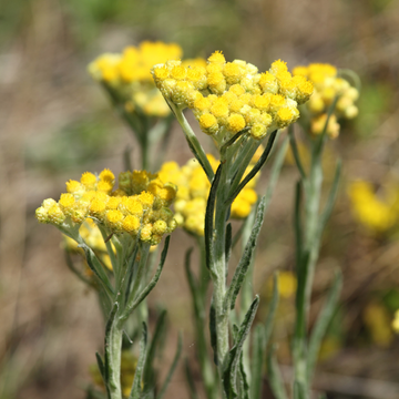 Healing Helichrysum Skincare Immortelle Everlasting flower soothing skin health wounds bruises inflamed anti-inflammatory irritations redness discomfort cuts scrapes Acne scars Sun damage aging Antioxidant