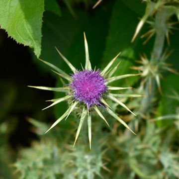 Can Milk Thistle Help with Digestive Issues? A Natural Remedy for Gut Health