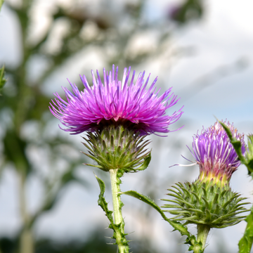 Milk Thistle Autoimmune Diseases immune system rheumatoid arthritis lupus psoriasis chronic inflammation pain dysfunction treatments health manage symptoms Liver Function Detoxification Seed Oil Powder Herb Tincture