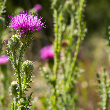 Milk Thistle Detox Cleanse Body Naturally toxins detoxification overall wellness remedies internal powerful liver-supporting antioxidant Silybum marianum silymarin anti-inflammatory Cell Regeneration Digestion Bile Flow Seed Oil Powder Herbal Tea Tincture