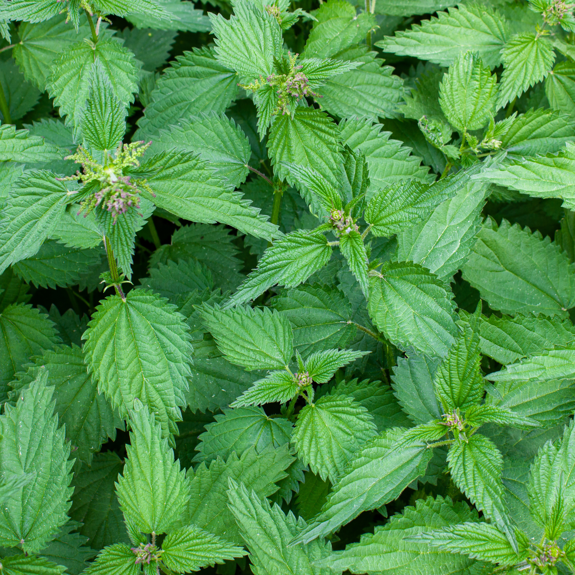 Nettle Sinus Respiratory Health Herbal Support seasonal allergies sinusitis cold Urtica dioica lungs Antihistamine Action Inflammation Airways Detoxification Clears Mucus Tincture Tea Capsules Tablets Powder