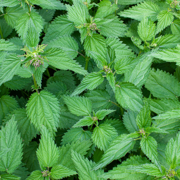 Nettle Sinus Respiratory Health Herbal Support seasonal allergies sinusitis cold Urtica dioica lungs Antihistamine Action Inflammation Airways Detoxification Clears Mucus Tincture Tea Capsules Tablets Powder