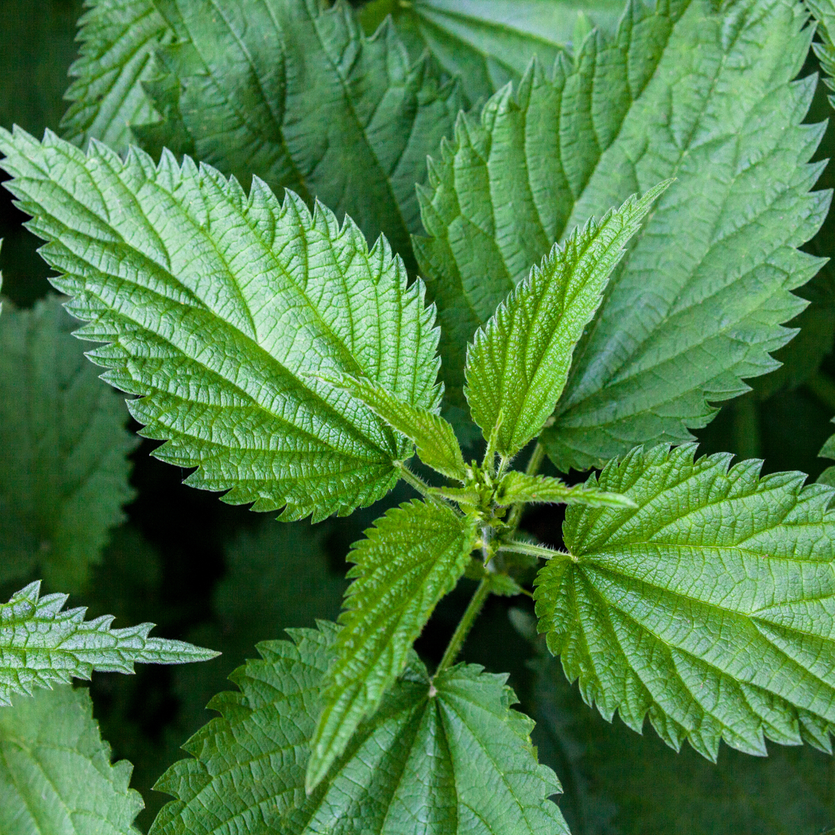 The Immune-Boosting Benefits of Nettle: How to Stay Strong Naturally