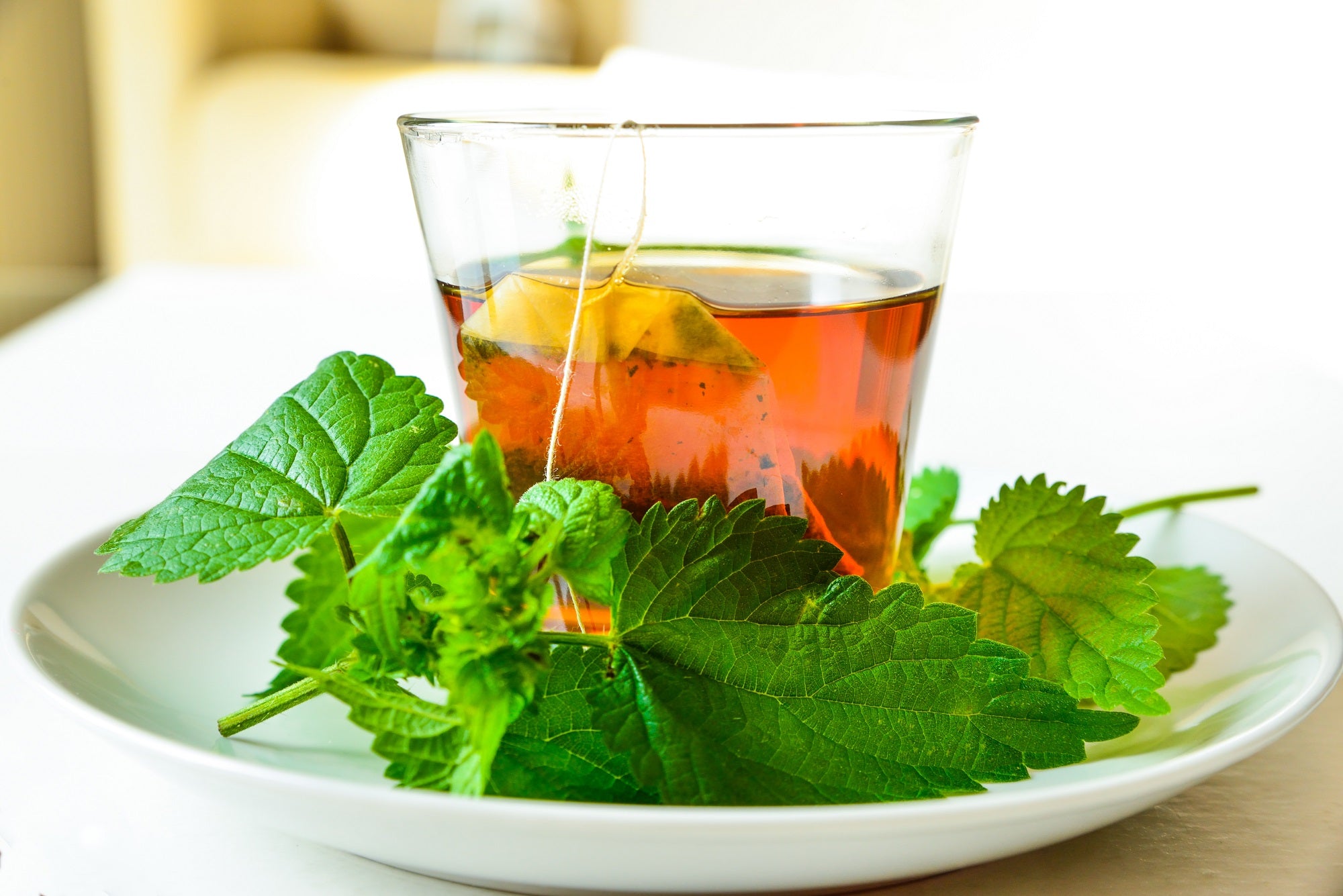 The Surprising Health Benefits of Stinging Nettle and The Various Forms that you Can Find it.