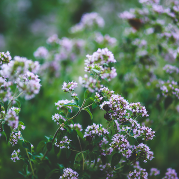 Herb Oregano Wellness Routine natural strength antioxidants Oil Potent Origanum vulgare carvacrol energy softgels