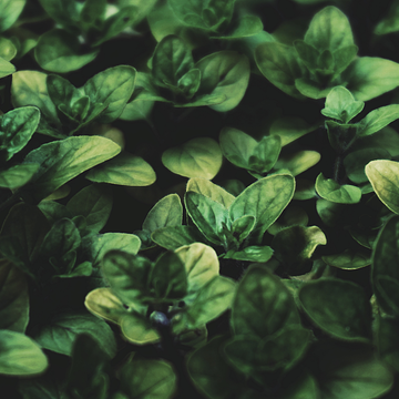 Oregano Oil Gut Health Bloating Digestion gas cramping natural remedies capsules softgels essential Carvacrol Thymol Bacteria Inflammation Detoxification