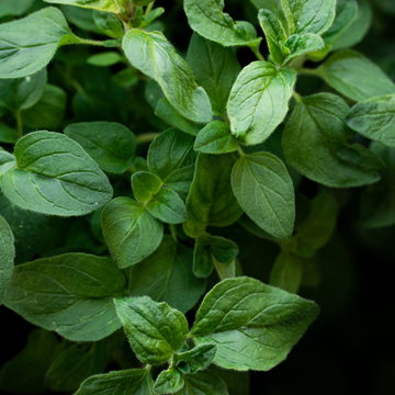 Oregano Oil supplement carrier reduce discomfort