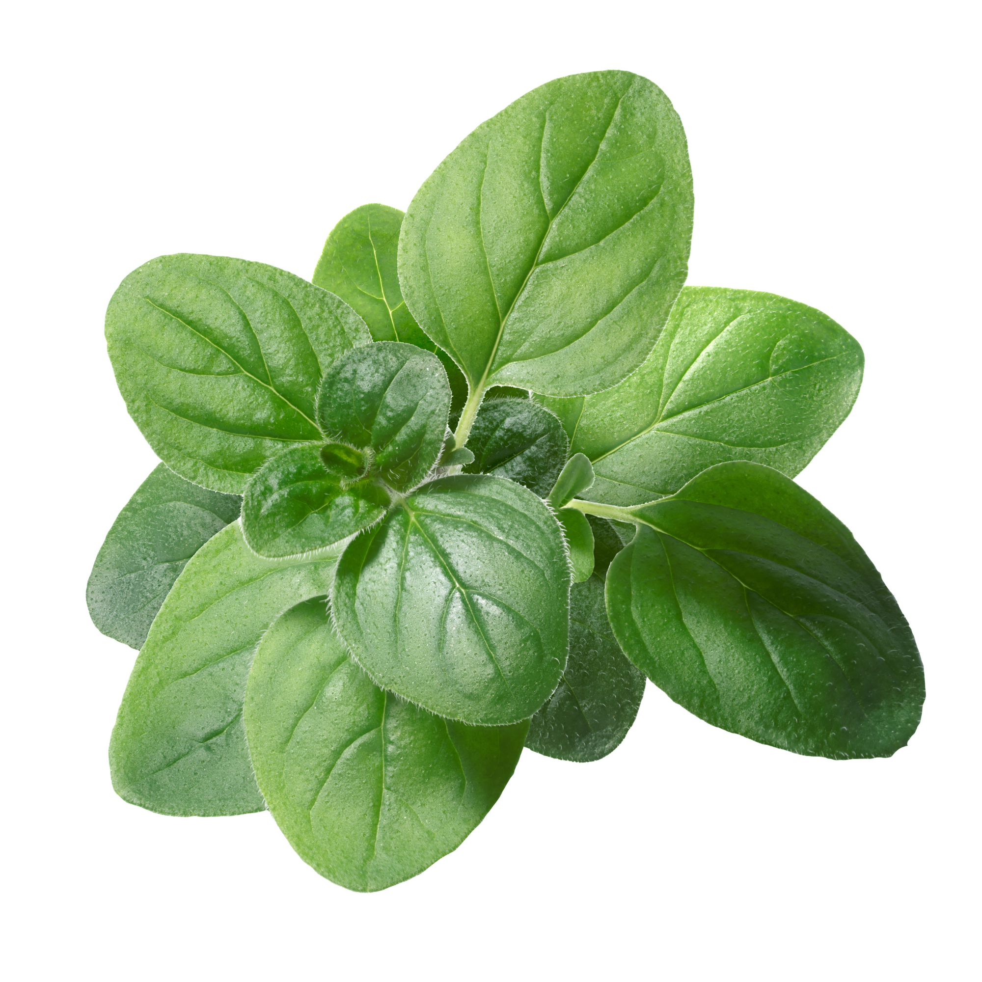 Natural Relief Skin Irritations Oregano Salve remedies cleansing calming healing properties Origanum vulgare carvacrol thymol antibacterial antifungal anti-inflammatory inflammation regeneration waxes Bug Bites Itchy insect flea Cuts Scratches Rashes balm