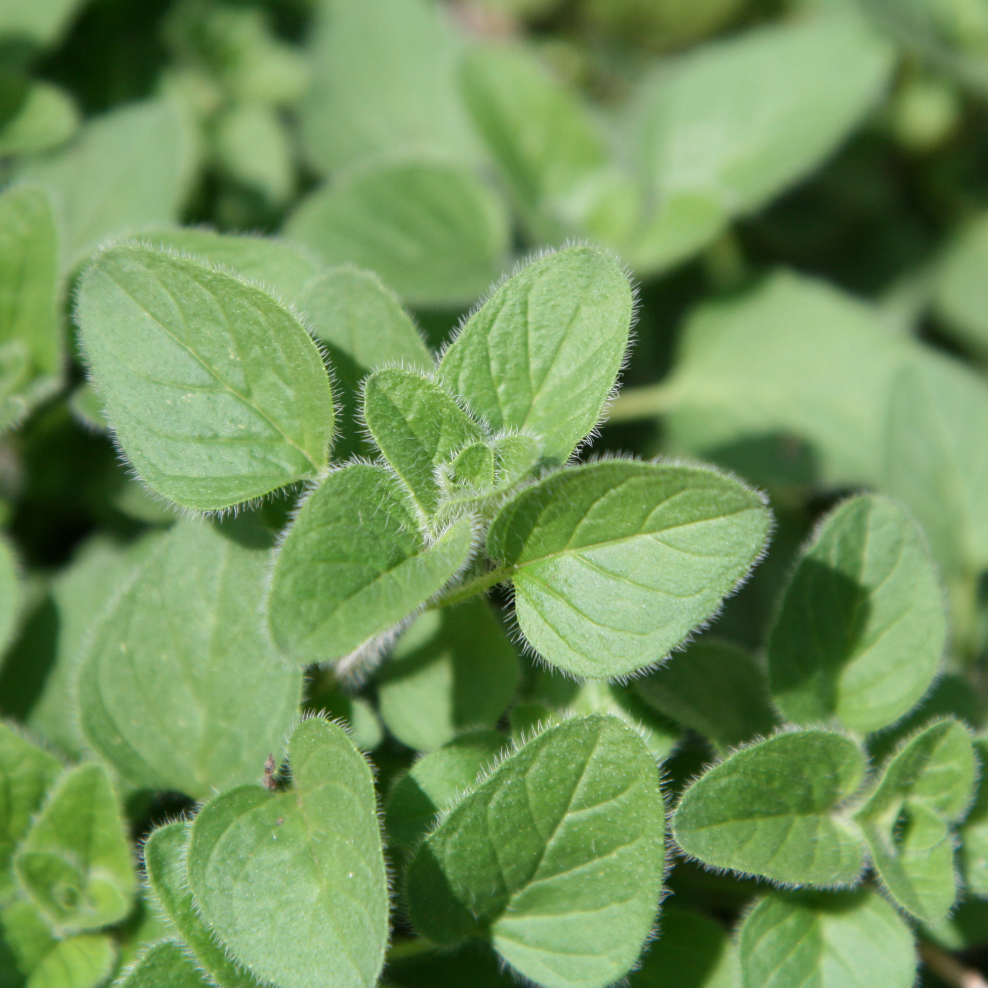 The Hidden Health Benefits of Oregano: More Than Just a Spice