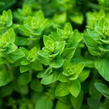 Why Wild Greek Oregano Is One of the Most Potent in the World