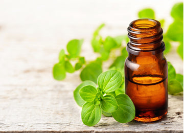 oregano oil essential immune antiviral antibacterial