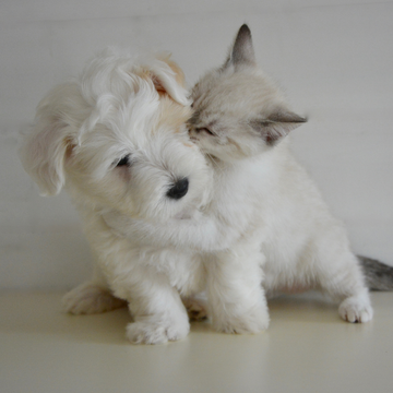 Black Cumin Oil Safely Dogs Cats Gentle Natural Pet dogs cats skin Coat High Quality Cold pressed extraction