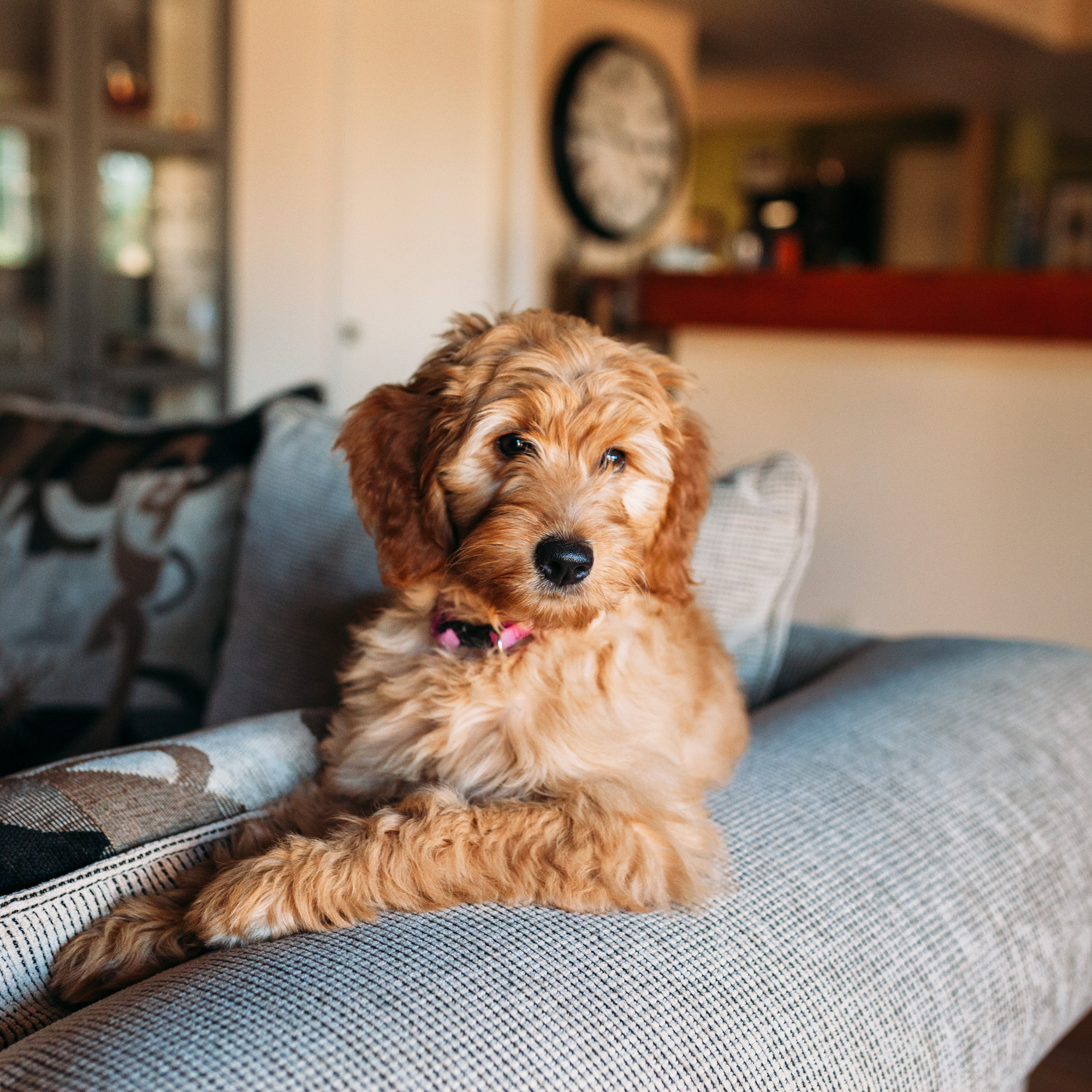 traditional antibiotics furry friend dog pet oregano honey turmeric echinacea antibacterial antifungal anti-inflammatory coconut oil apple cider vinegar
